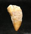 / Inch Partial Carcharodontosaurus Tooth #1261-1